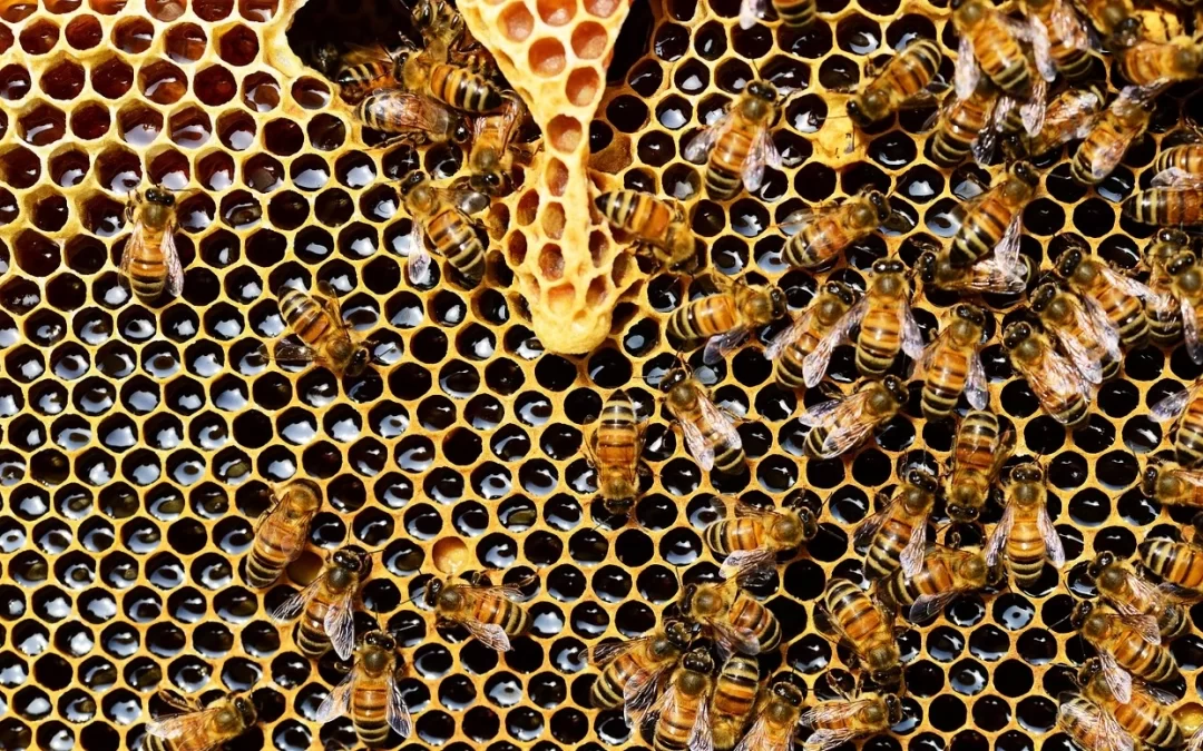 Por que criar abelhas é um hobby significativo e sagrado